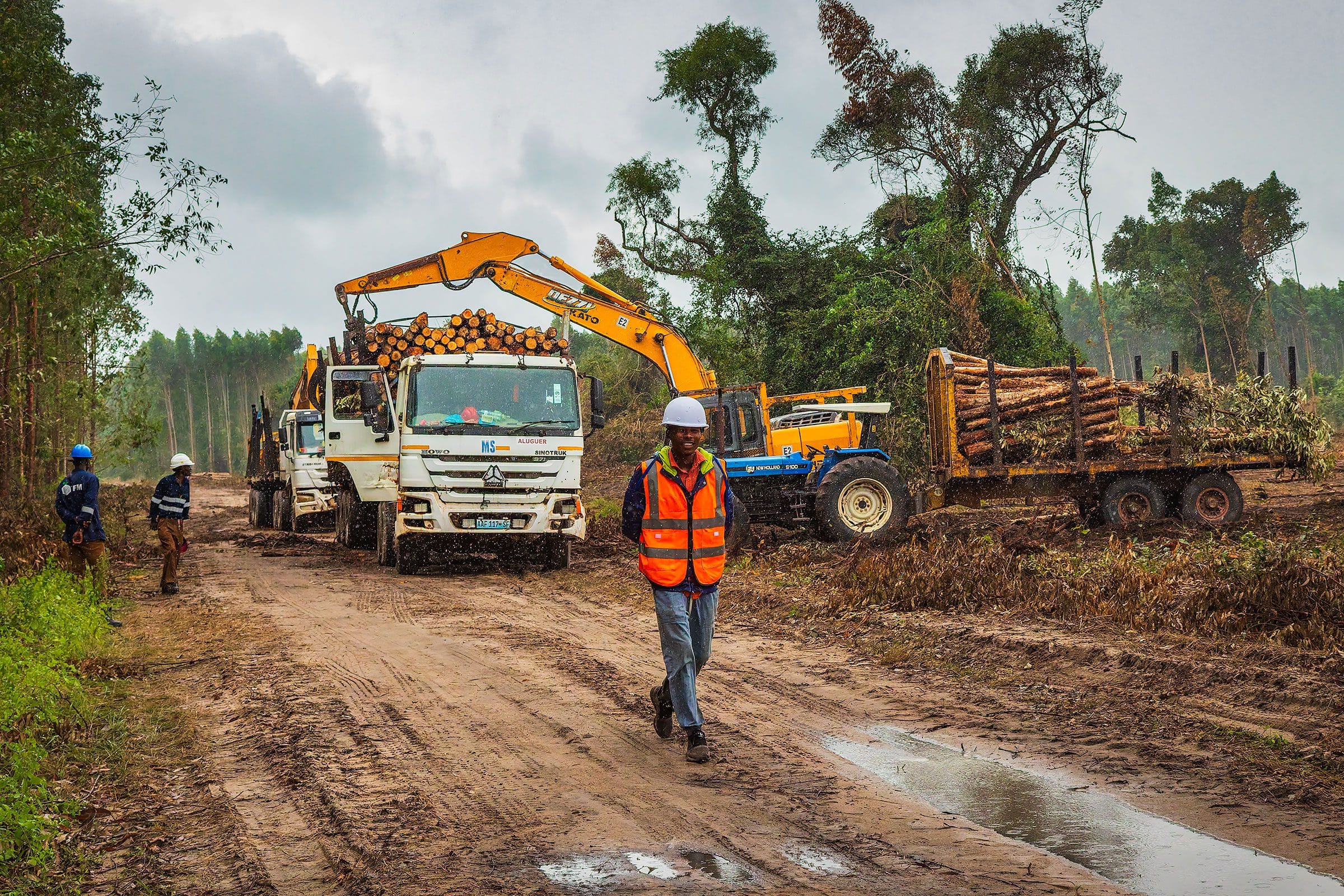 Harvesting of veneer/peeler logs onto a truck in Nuanza district, Sofala province, Mozambique.