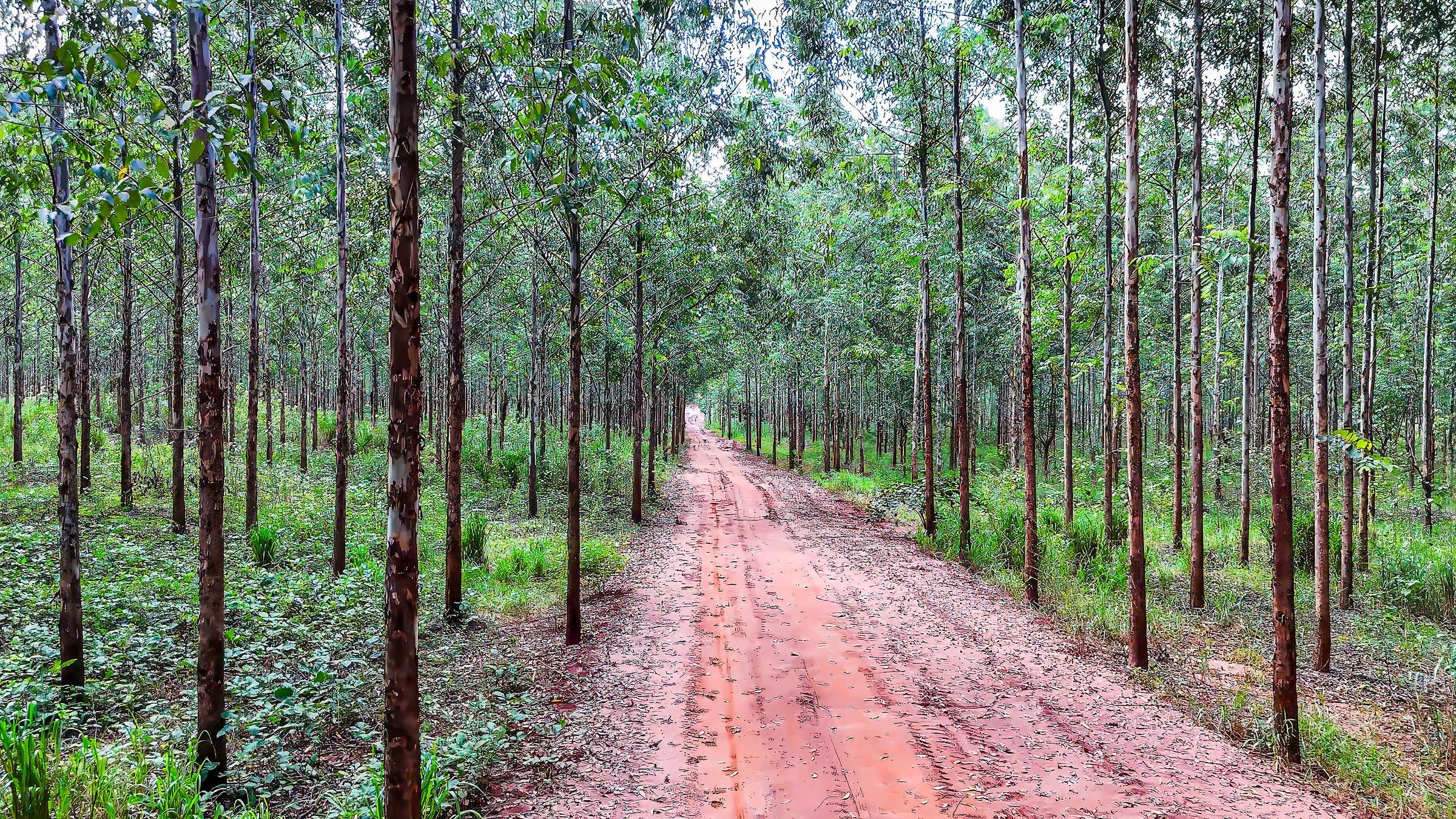 Road through a eucalyptus plantation.