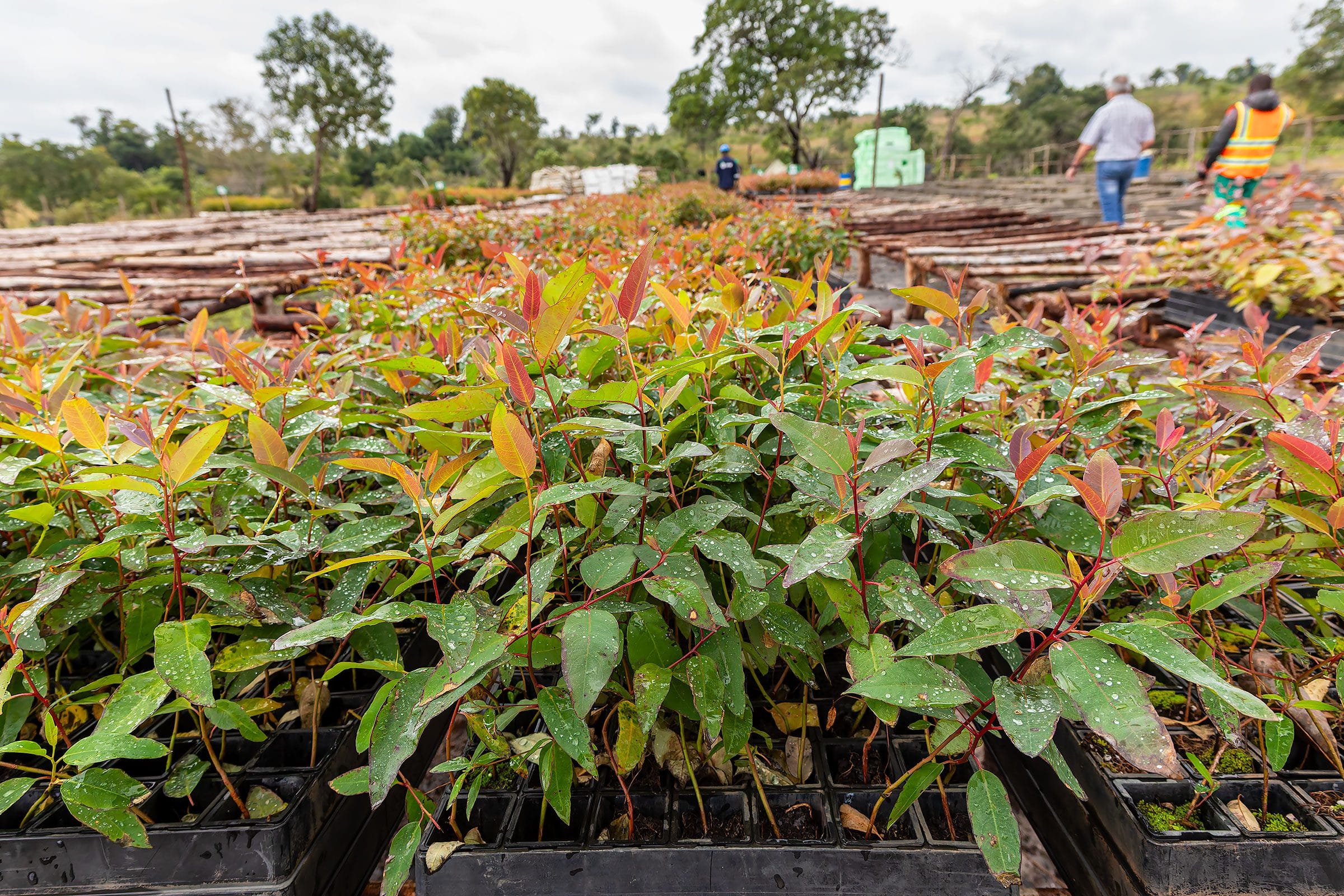 Young eucalyptus saplings in the IFM nursery in Nuanza district. Sofala province, Mozambique.