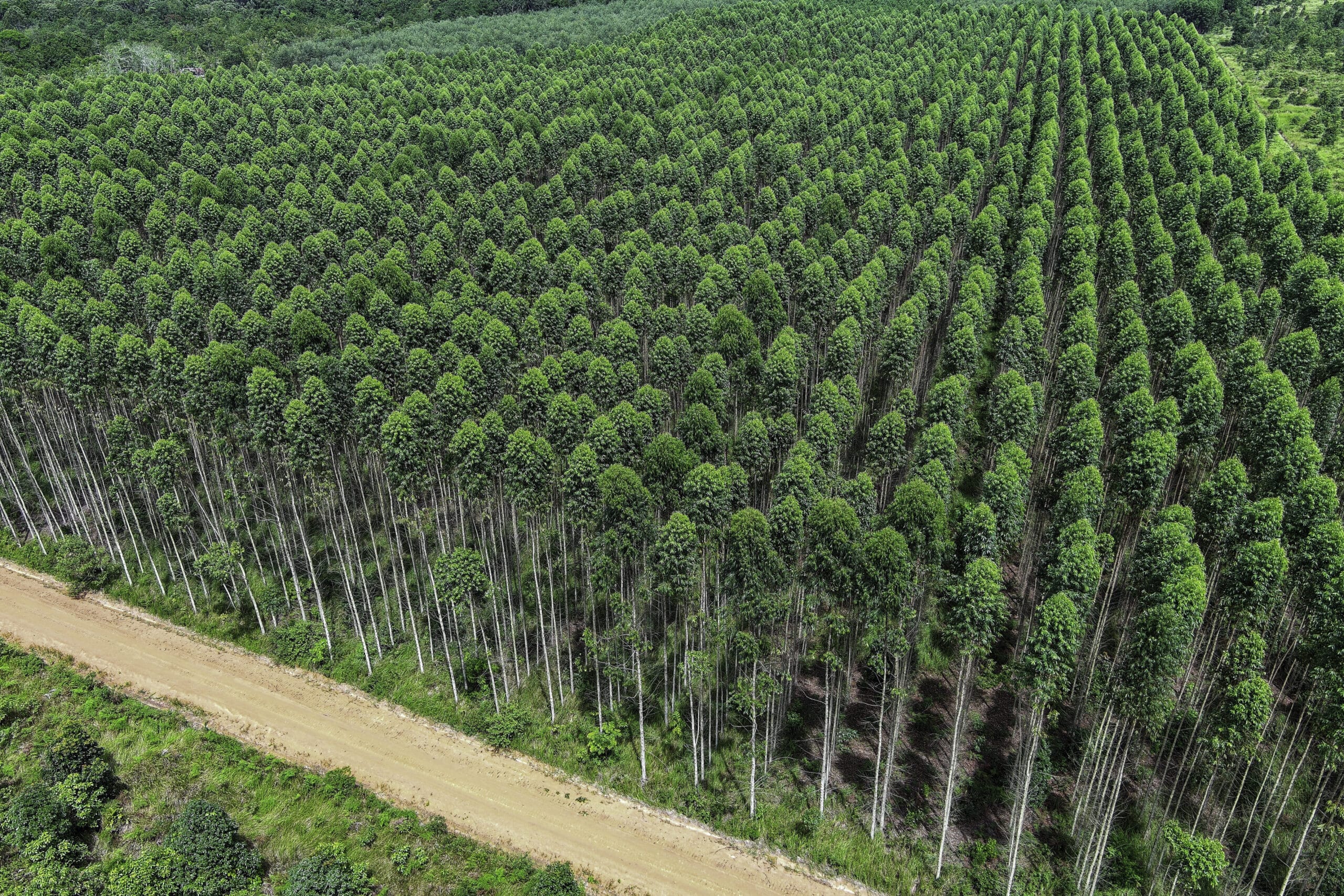 Overhead perspective of eucalyptus tree canopy in a structured i