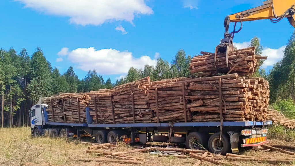 Timber harvesting and loading operations in Sofala Province supporting IFM’s commercial log supply