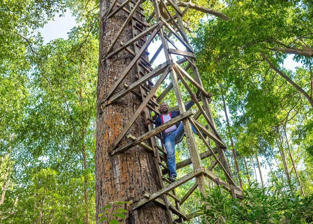 The IFM forestry manager up the tree, fire look out in Galinha