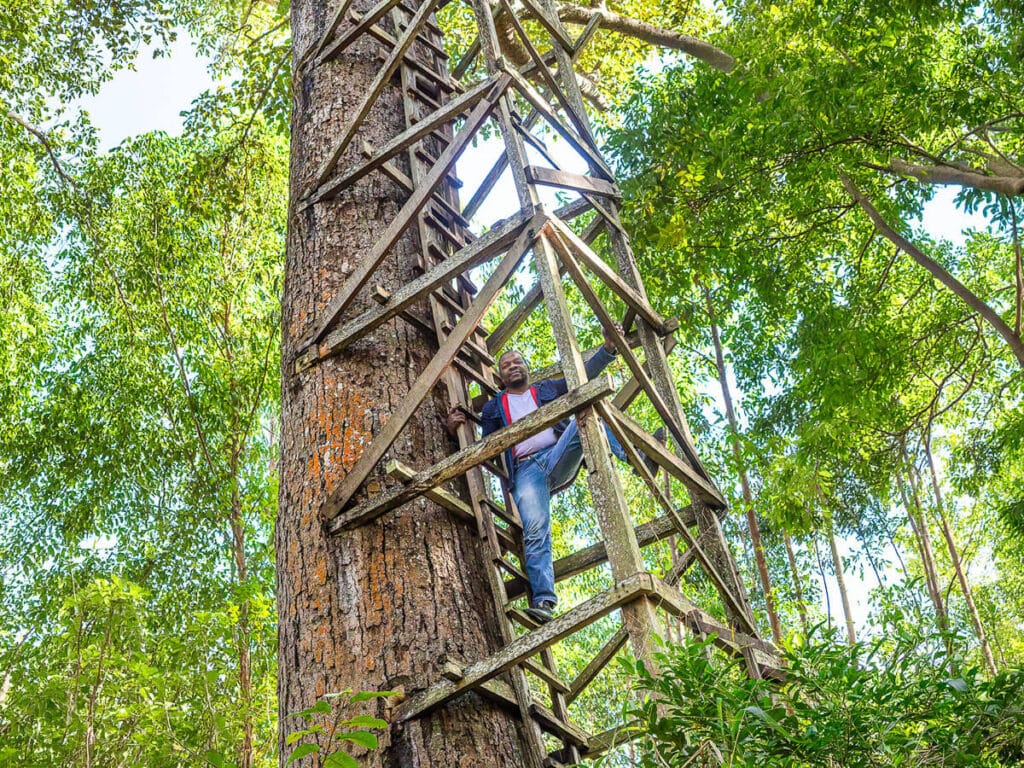 The IFM forestry manager up the tree, fire look out in Galinha
