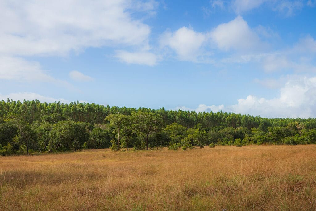 Eucalyptus plantations and riparian zones at Sofala Province in Mozambique
