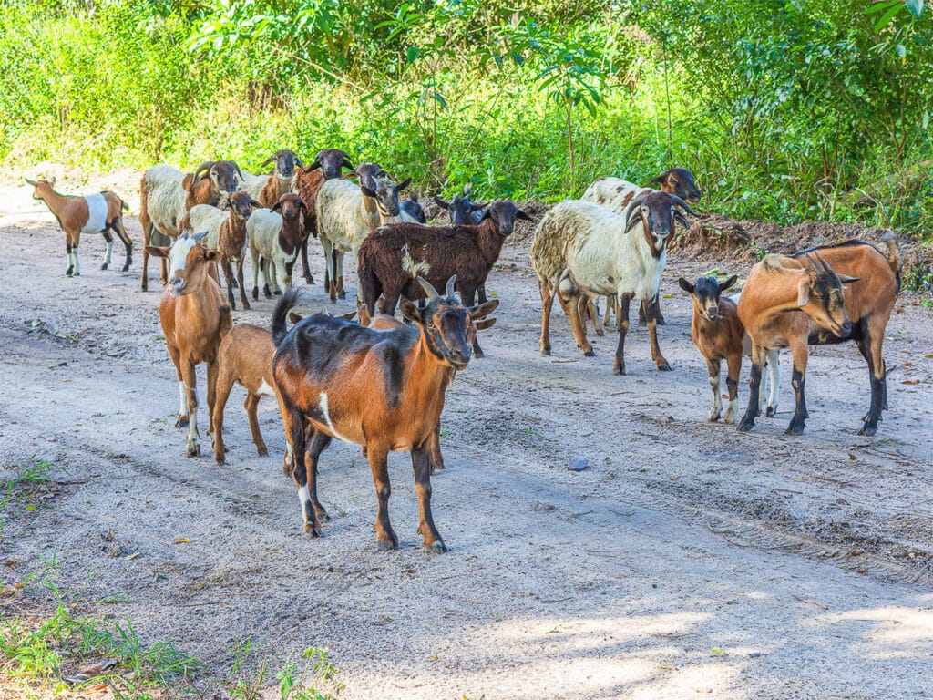 Communities goats on a rural road in Galinha Sofala Province Mozambique