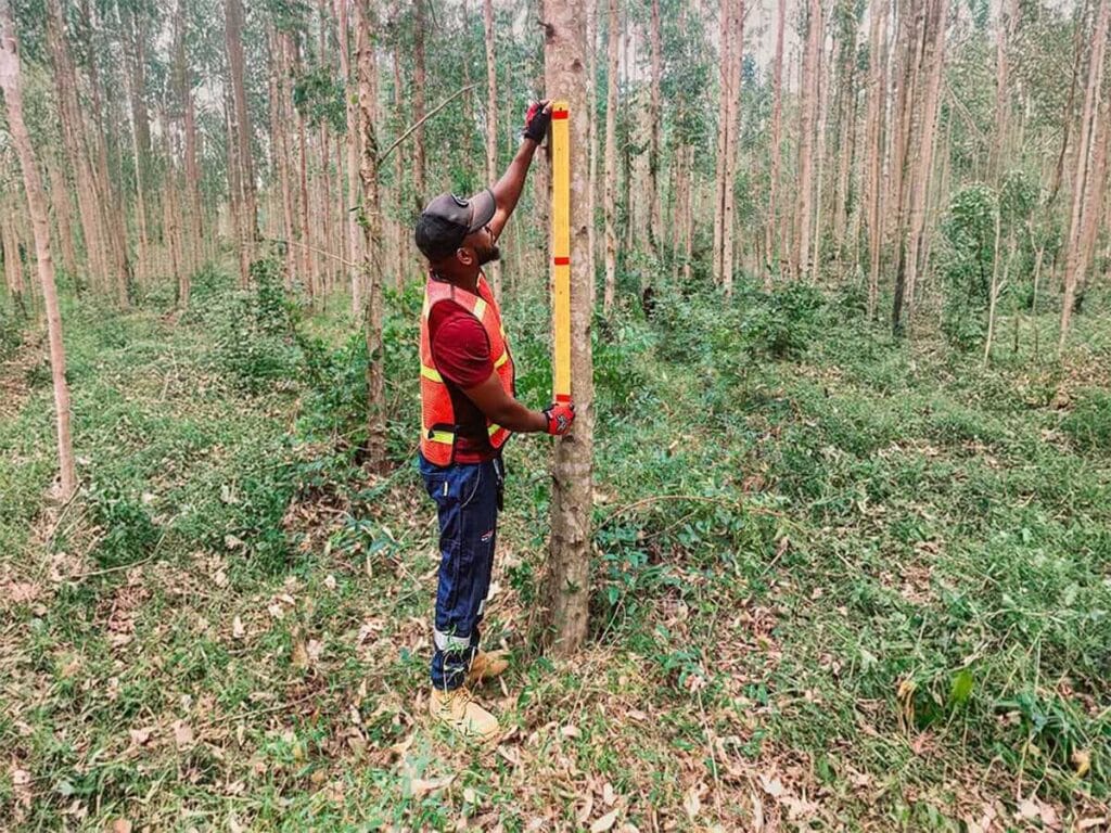 Company worker measuring a eucalyptus tree for the purpose of enumeration. Nuanza district, Sofala Province, Mozambique.
